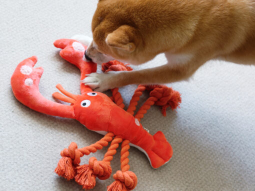 lobster dog toy